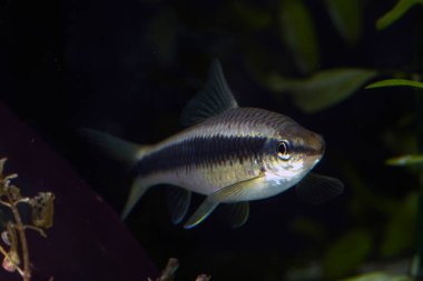 Siyam Algleri Yiyen (Crossocheilus siamensis)