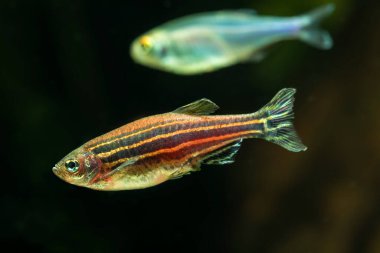 Zebra Danio (Bilimsel adı: Danio rerio) tatlı su akvaryumunda