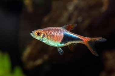 Harlequin Rasbora (Trigonostigma heteromorpha) tatlı su akvaryumunda