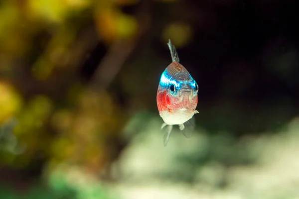 Cardinal Tetra Nom Scientifique Paracheirodon Axelrodi Dans Aquarium Eau Douce — Photo