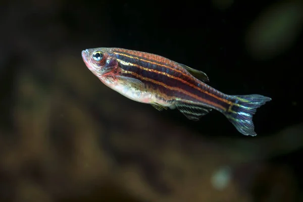 Zebra Danio Nome Científico Danio Rerio Aquário Água Doce — Fotografia de Stock