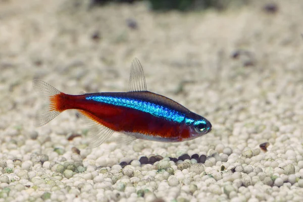 Kardinaal Tetra Wetenschappelijke Naam Paracheirodon Axelrodi Zoetwateraquarium — Stockfoto