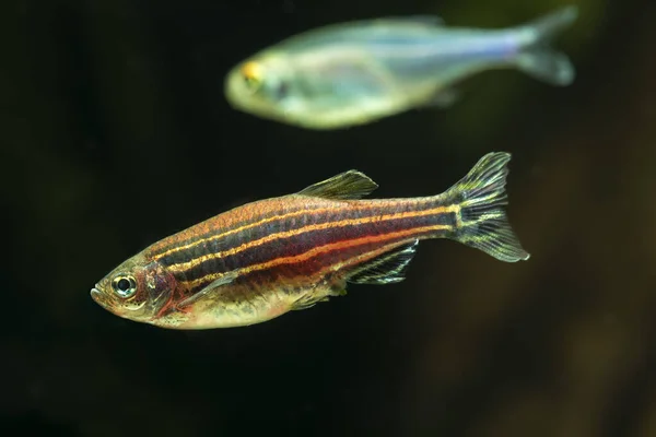 Zebra Danio Nazwa Naukowa Danio Rerio Akwarium Słodkowodnym — Zdjęcie stockowe