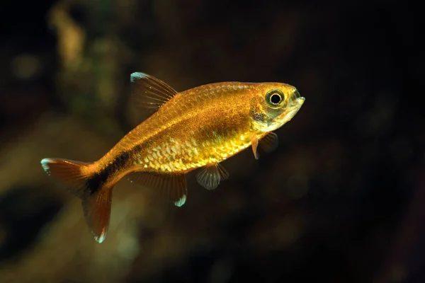 Zilveren Tip Tetra Wetenschappelijke Naam Hasemania Nana Zoetwateraquarium — Stockfoto