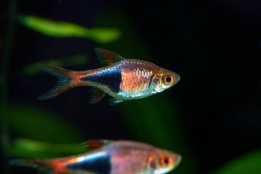 Harlequin Rasbora (Trigonostigma heteromorpha) tatlı su akvaryumunda
