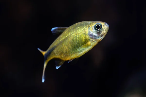 Punta Plata Tetra Nombre Científico Hasemania Nana Acuario Agua Dulce —  Fotos de Stock