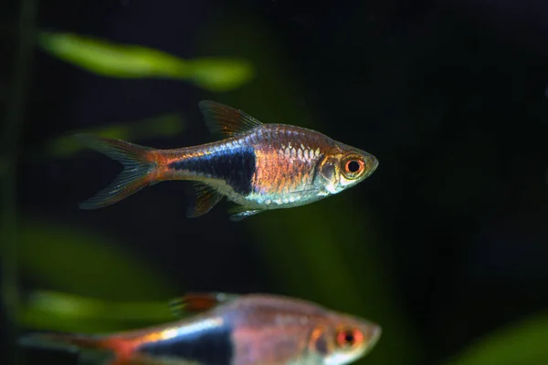 Harlequin Rasbora (Trigonostigma heteromorpha) tatlı su akvaryumunda