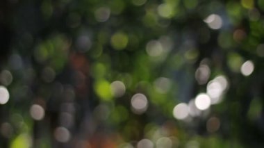 Doğal ağaç bokeh, Kamera Mercek Bulanıklığı.