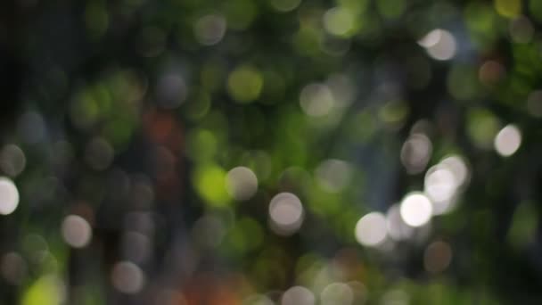 Arbre naturel bokeh, objectif de l'appareil photo flou . — Video