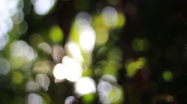 Kamera mercek parlaması ile doğal bokeh.