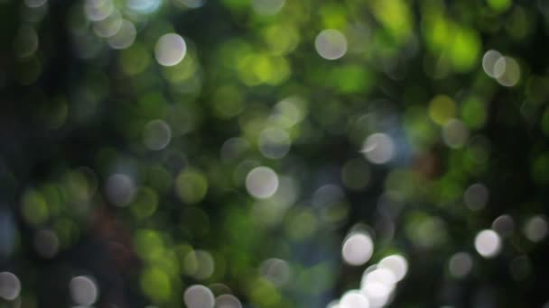 Jardin bokeh, objectif de l'appareil photo flou .