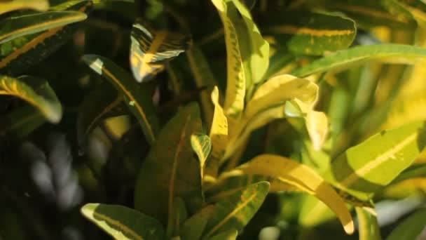 Croton boom plant in de tuin op — Stockvideo