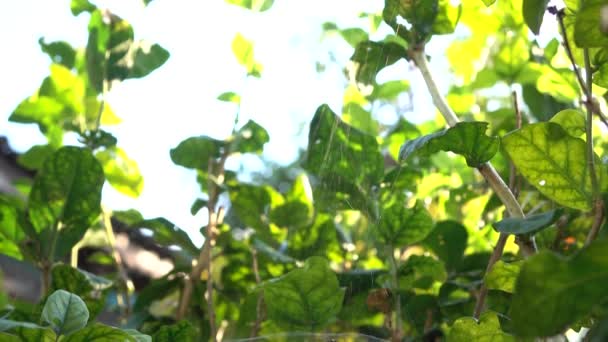 Spider web on the jasmine tree — Stock Video