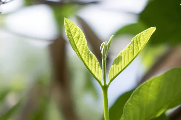 구아바 잎 성장 — 스톡 사진