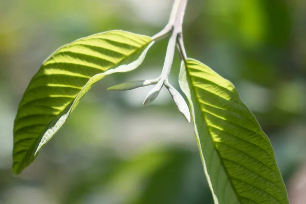 구아바 잎 가까이 — 스톡 사진