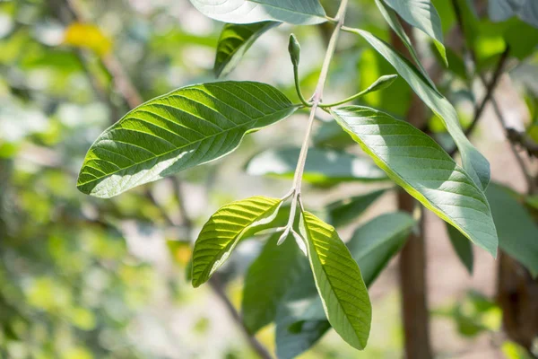 구아바 나무와 녹색 잎 — 스톡 사진