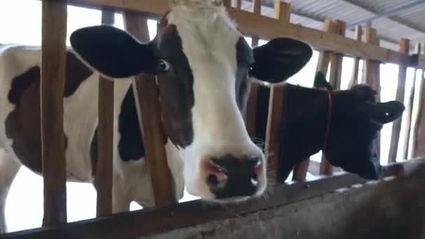 Πεινασμένοι Αγελάδα Σταθερό Στο Αγρόκτημα — Αρχείο Βίντεο