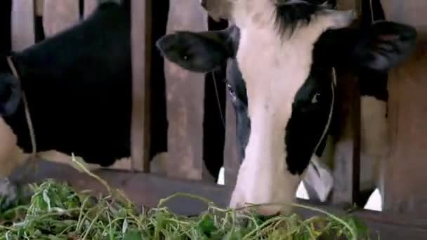 Kühe Füttern Stall Auf Bauernhof — Stockvideo