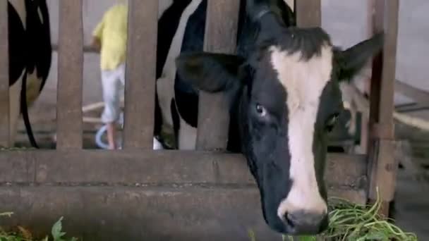 Αγελάδα Σταθερό Στο Αγρόκτημα — Αρχείο Βίντεο