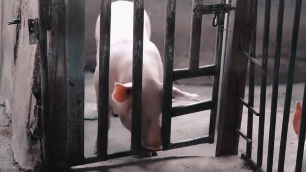 Cerdo Dentro Jaula Granja — Vídeo de stock