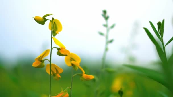 Pummelo Field Meadow Botanical — Stock Video