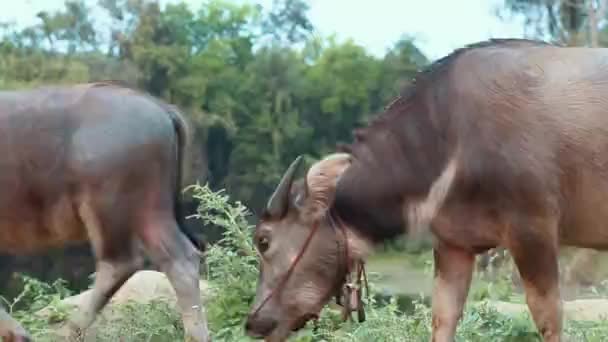 Büffel Fressen Gras Auf Dem Feld — Stockvideo