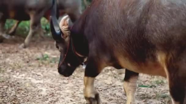 Buffalo Chodit Pole Vedlejší Silnici Krajině Thajsko — Stock video