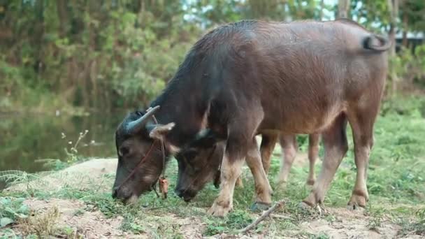 Buffalo Jedzą Trawę Polu — Wideo stockowe
