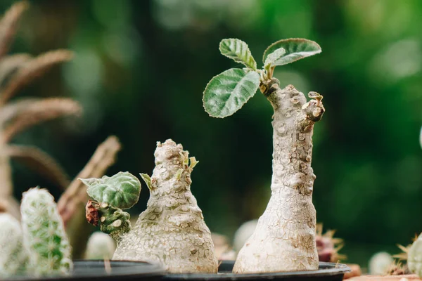 Dorstenia Kaktüsü sulu bir bitki, hindistan cevizi ağacına benziyor..