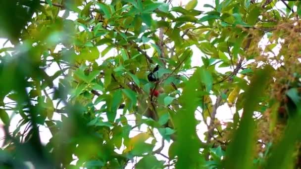 Pássaro Preto Come Maçã Rosa Árvore Floresta — Vídeo de Stock