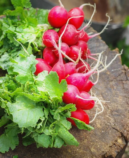 Fresh radishes with tops on a wooden stump sunny day — Stock Photo, Image