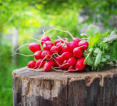 Ahşap güdük güneşli bir günde en fazla ile taze turp