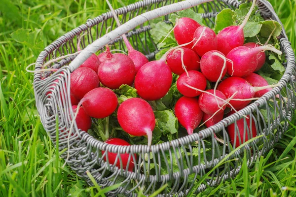Bunch of fresh red garden radish in a basket in the — Stock Photo, Image