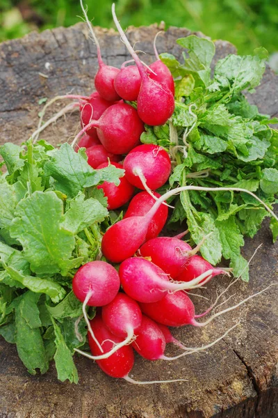 Fresh radishes with tops on a wooden stump sunny day — Stock Photo, Image