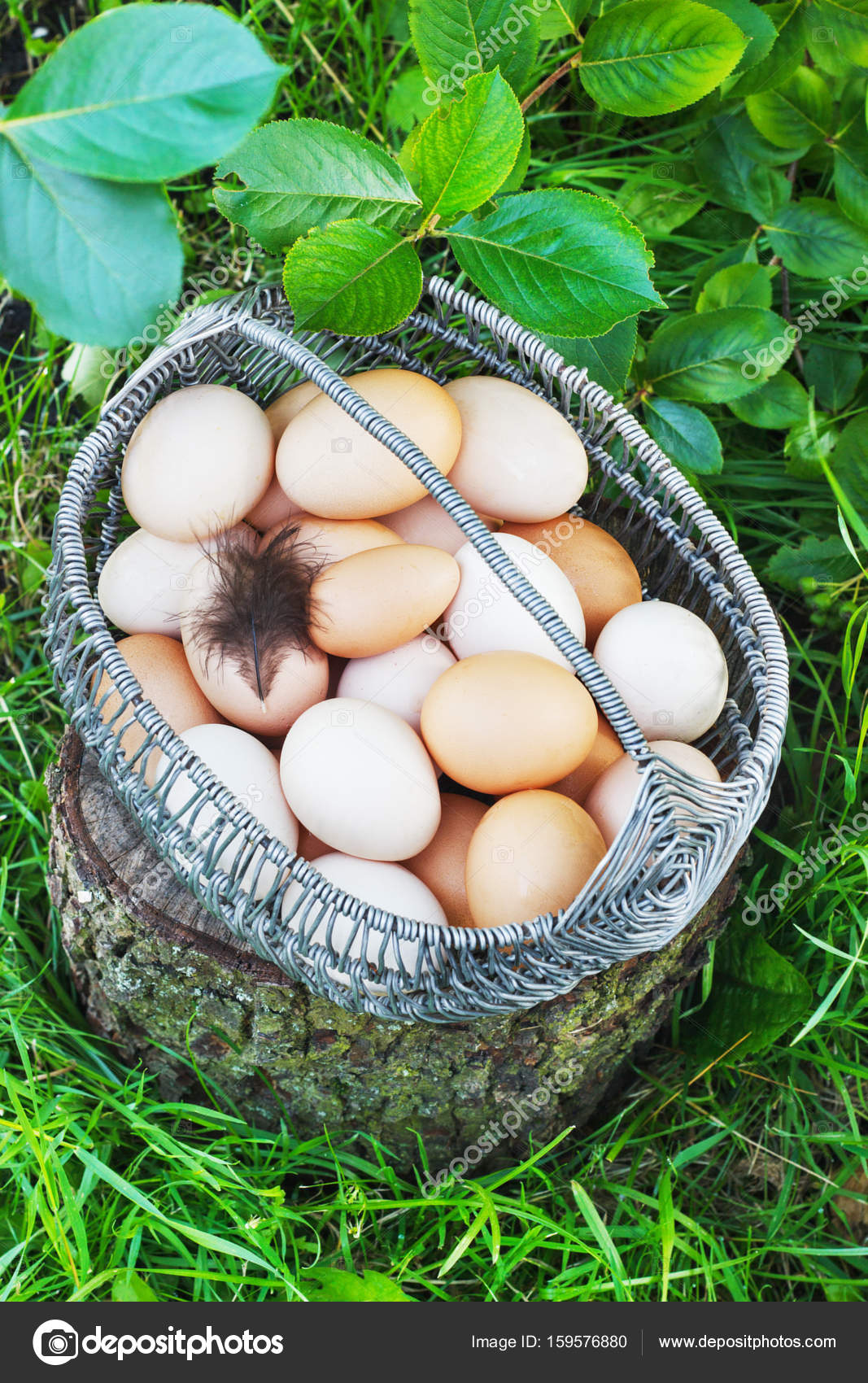 White And Brown Chicken Eggs In A Metal Basket In A Garden On A