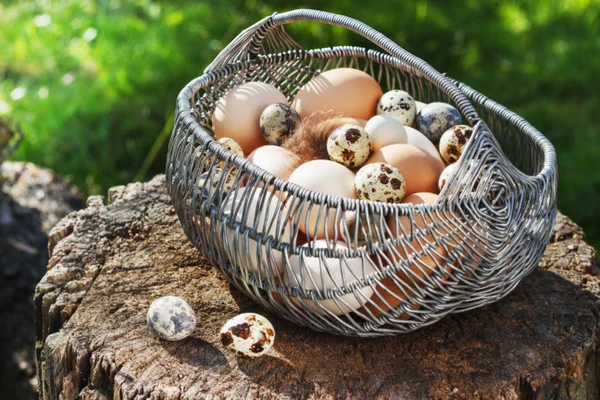 Λευκό και καφέ κοτόπουλο αυγά σε ένα μεταλλικό καλάθι σε έναν κήπο σε ένα κούτσουρο — Φωτογραφία Αρχείου