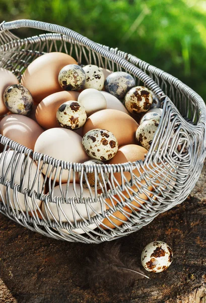 Λευκό και καφέ κοτόπουλο αυγά σε ένα μεταλλικό καλάθι σε έναν κήπο σε ένα κούτσουρο — Φωτογραφία Αρχείου
