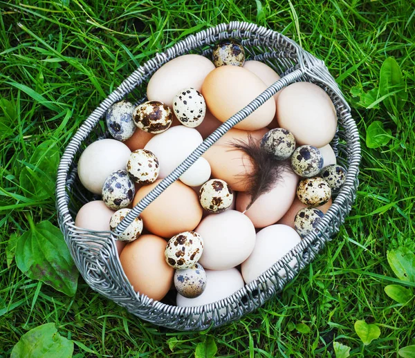Λευκό και καφέ κοτόπουλο αυγά σε ένα μεταλλικό καλάθι σε έναν κήπο — Φωτογραφία Αρχείου