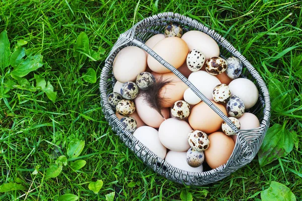 Λευκό και καφέ κοτόπουλο αυγά σε ένα μεταλλικό καλάθι σε έναν κήπο — Φωτογραφία Αρχείου