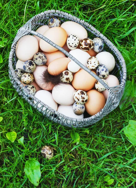 Белые и коричневые куриные яйца в металлической корзине в саду — стоковое фото