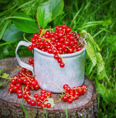 Metal bir kupa sokaklarda kırmızı kuş üzümü