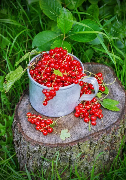 Metal bir kupa sokaklarda kırmızı kuş üzümü