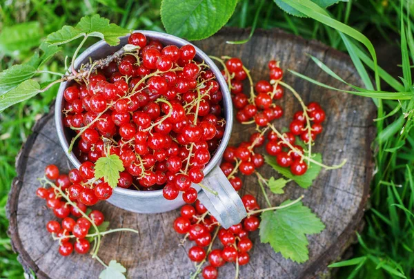 Metal bir kupa sokaklarda kırmızı kuş üzümü