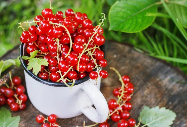 Metal bir kupa sokaklarda kırmızı kuş üzümü