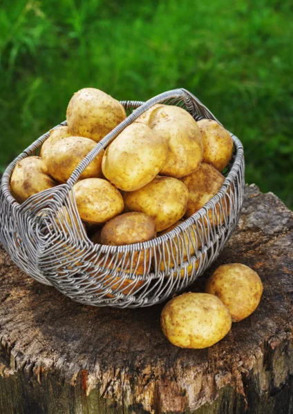 raw baby potatoes in a metal basket in the garden on the stump