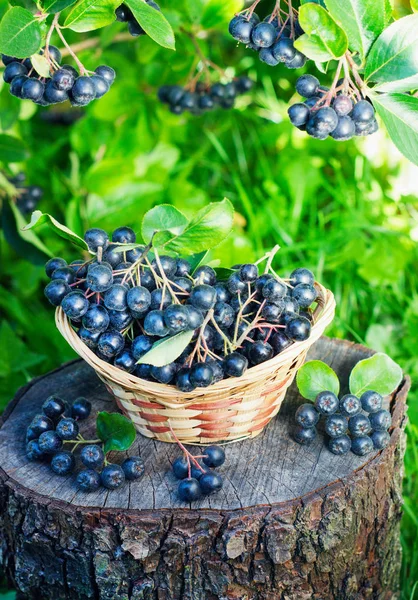 Ashberry preto em uma cesta no jardim — Fotografia de Stock