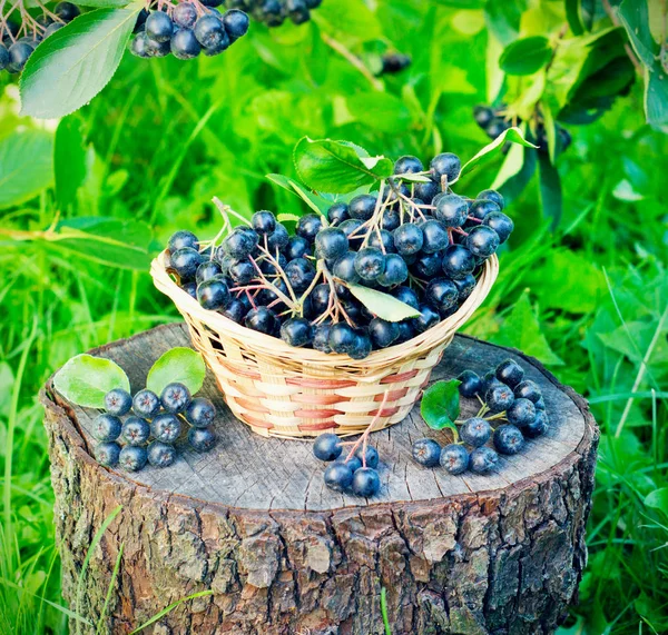 Black ashberry in a basket in the garden — Stock Photo, Image