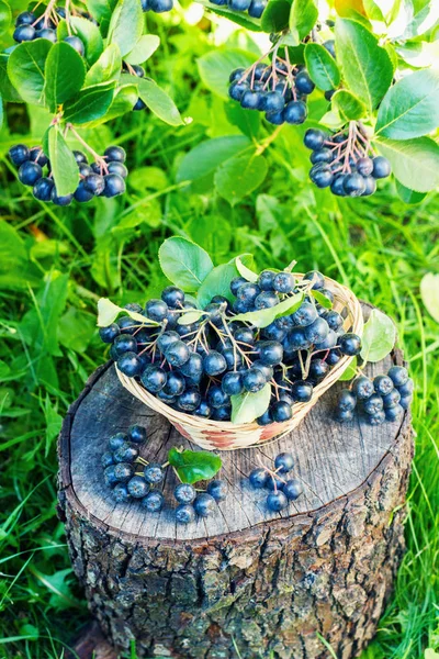 Černá Jeřabina v jídelně nebo v zahradě — Stock fotografie