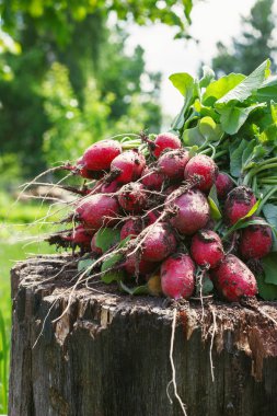 Ahşap güdük güneşli bir günde en fazla ile taze turp iki