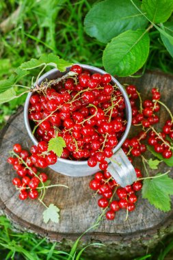 Metal bir kupa sokaklarda kırmızı kuş üzümü
